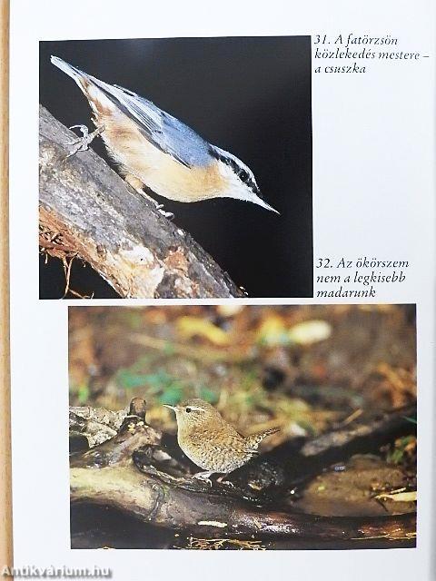 Madárvédelem a ház körül