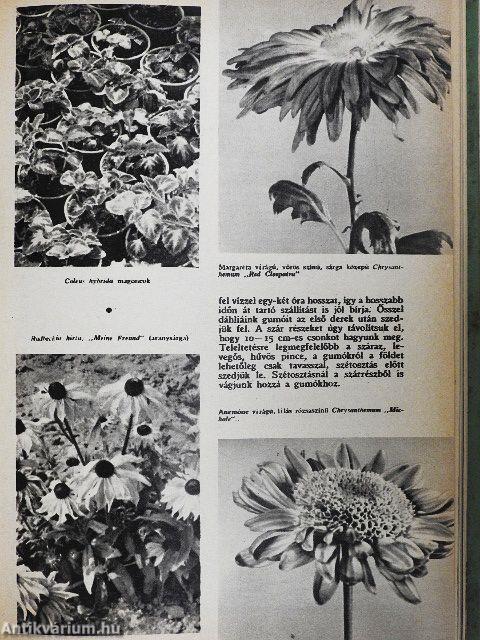 Búvár 1963. január-december