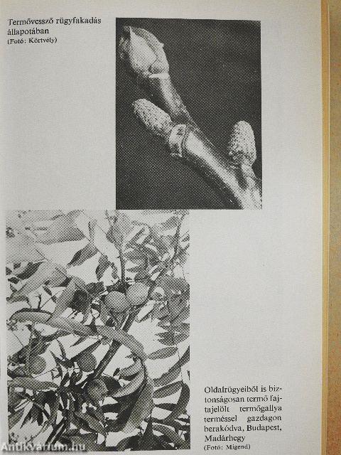 Dió, mandula, mogyoró, gesztenye