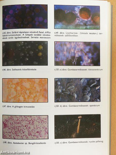 Mikrobiológiai praktikum