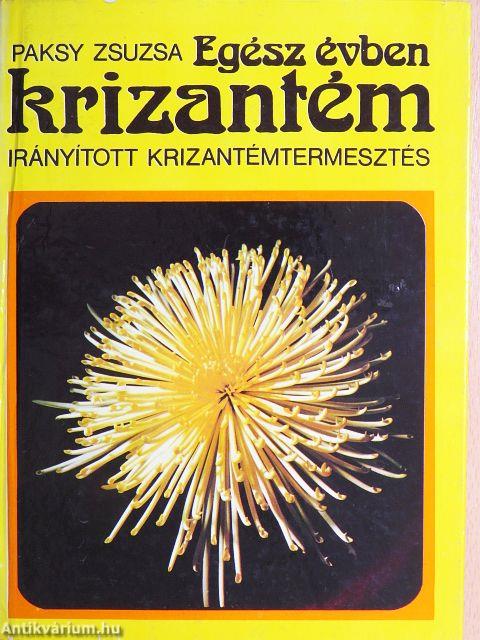 Egész évben krizantém