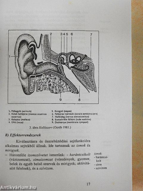 A pszichológia alapjai