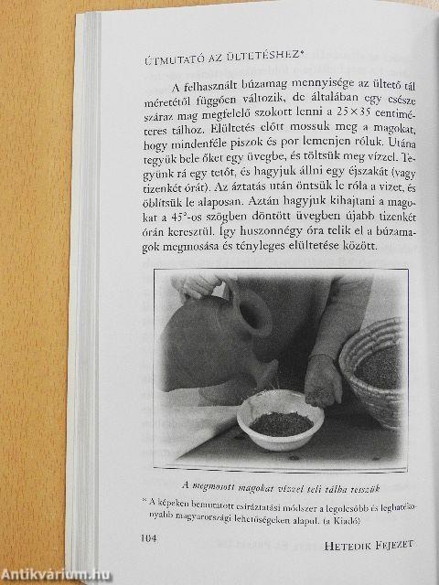 Búzafű