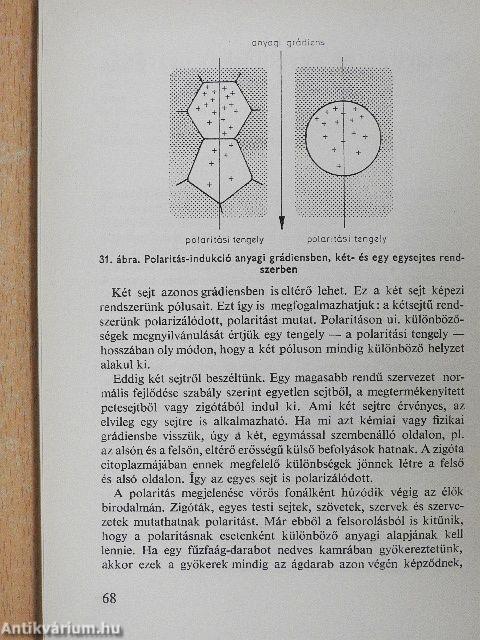 A gének menetrendje