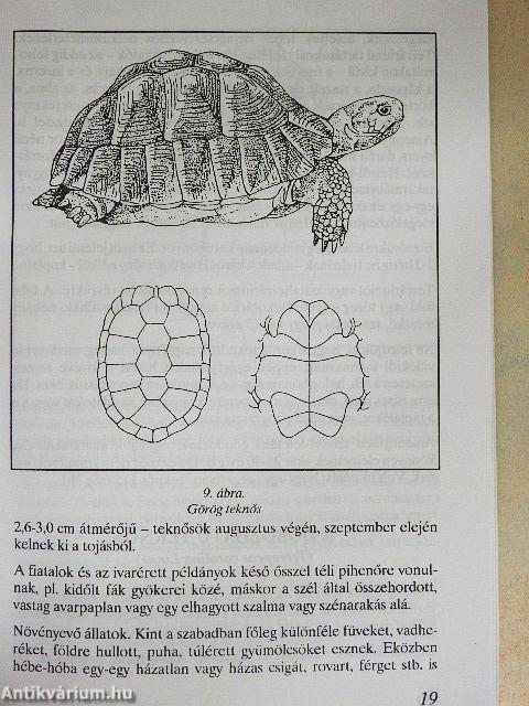 A teknősök és gondozásuk