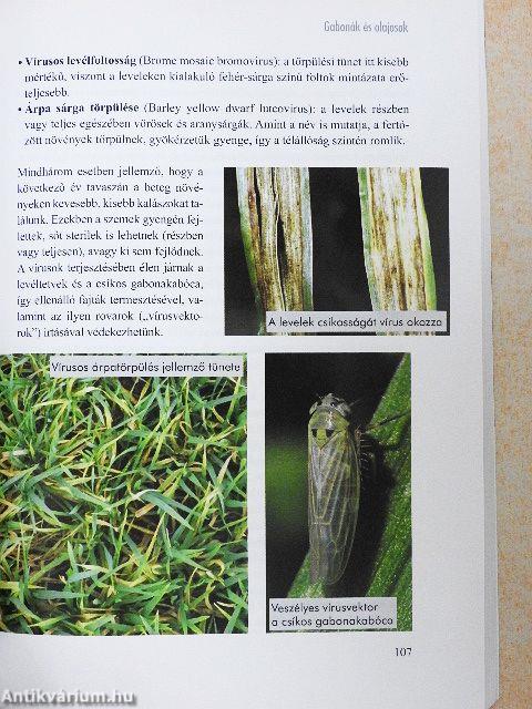 Sikernövények okos gazdáknak