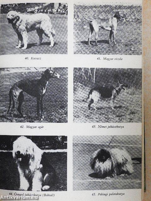 A kutya hétköznapjai