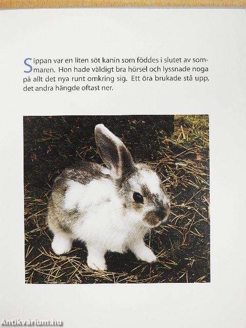 Sippan skuttar mot sommaren
