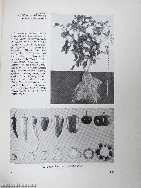 Zöldségtermesztés 2.