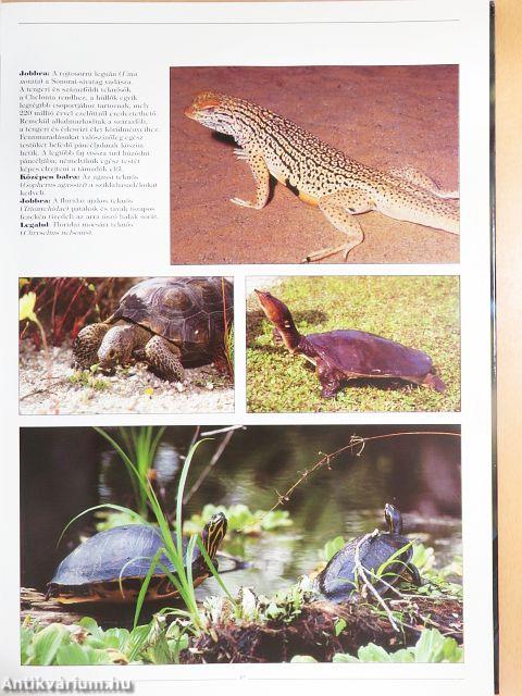 A világ legszebb állatai