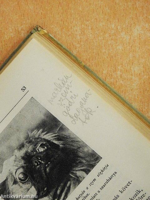 Állatorvosi szemészet