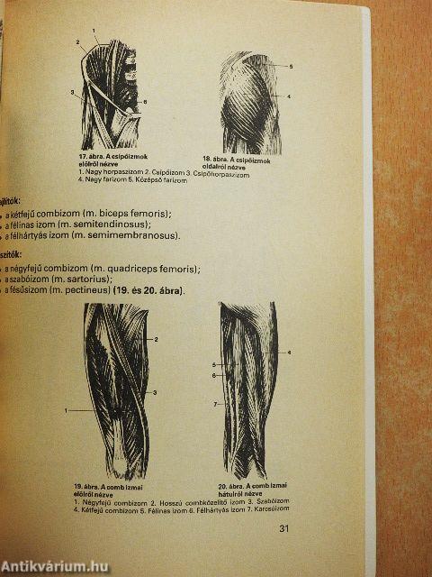 Testépítés, izomfejlesztés