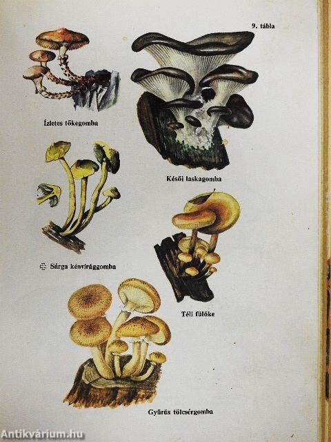 Gombagyűjtők kiskátéja