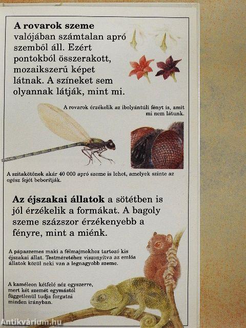 Hogyan működnek érzékszerveink?