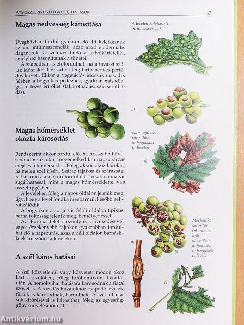 A szőlő növényvédelme