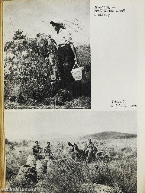 Fények a dzsungelben