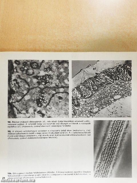 Mikroszkópos növényanatómia