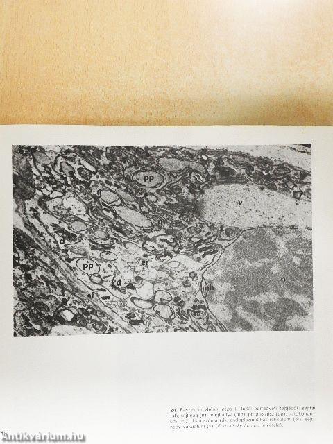 Mikroszkópos növényanatómia