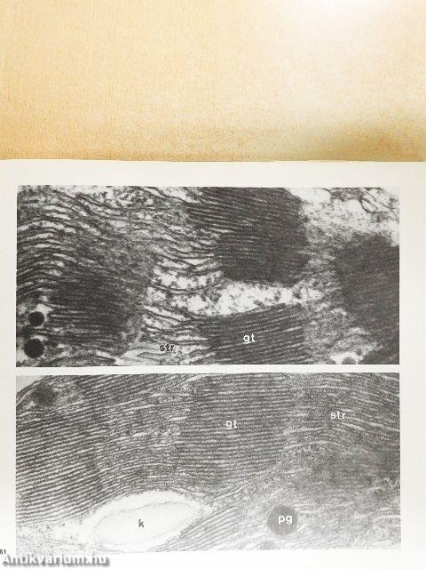 Mikroszkópos növényanatómia