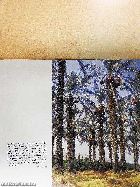 A hely, ahol állsz, Szent Föld