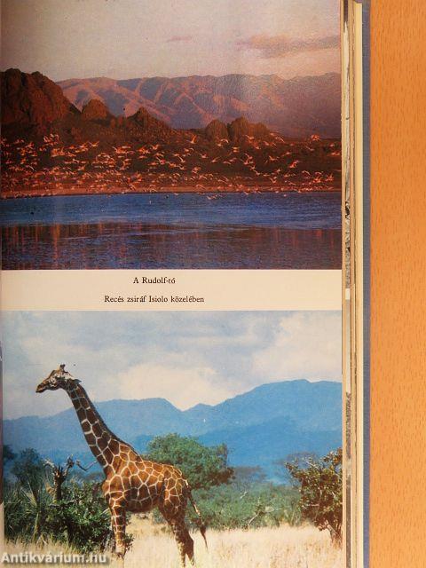 A fürkésző szellem