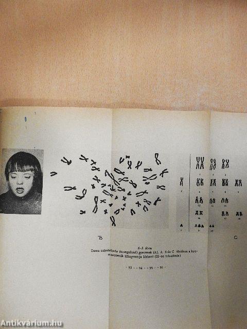 Genetika gyakorlatok