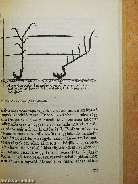 Szőlő a házikertben
