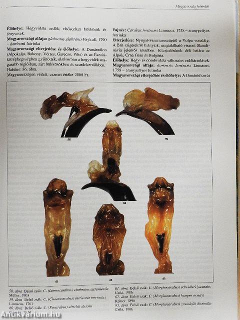 A Kárpát-medence állatvilágának kialakulása