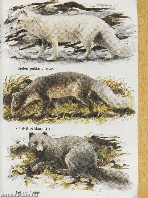 Állatkerti emlősök 1.