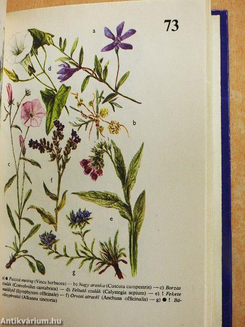 Erdő-mező növényei