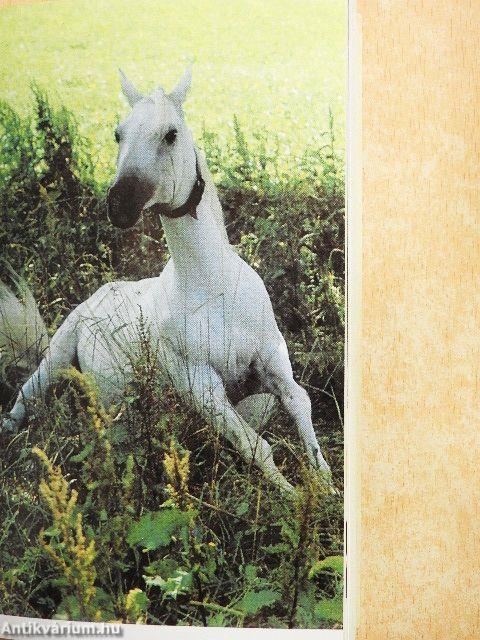 100 kérdés és válasz a lóról