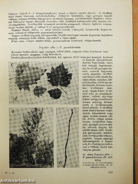 A magyar nyárfatermesztés