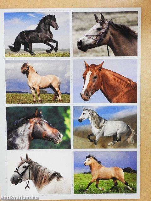 A versenyzés világa