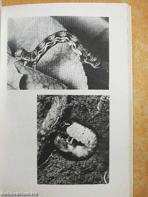 Cseresznye és meggy