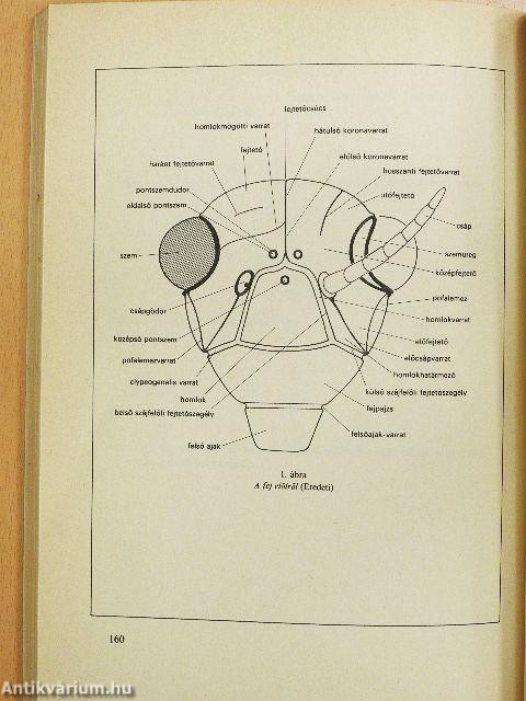 A rovartest alaktani kifejezései I.