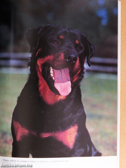 A rottweiler