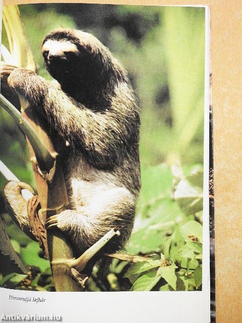 Titokzatos állatok nyomában