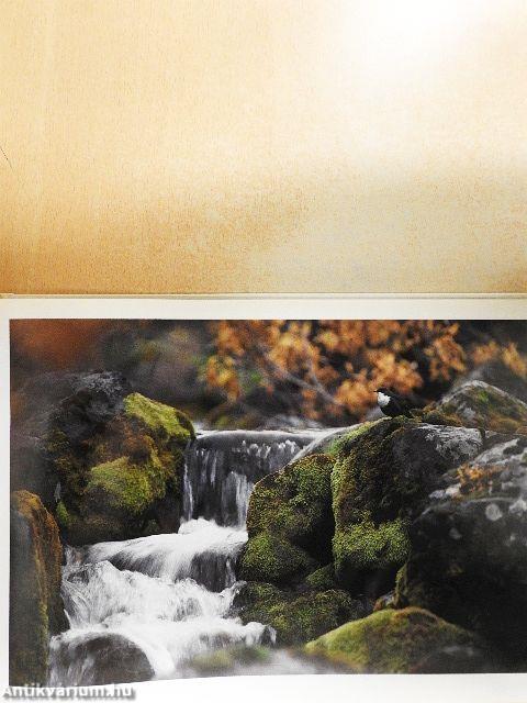 Vuoden Luonnonkuvat 83-88