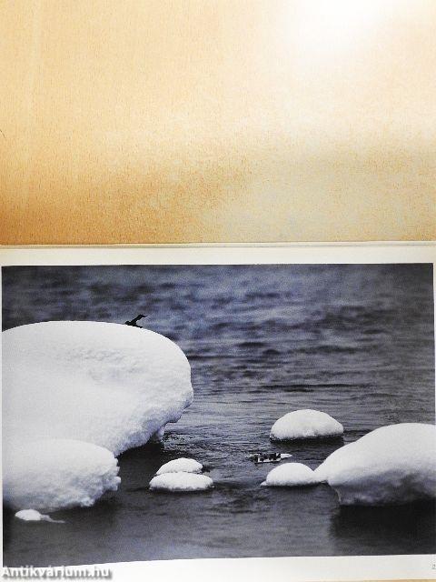 Vuoden Luonnonkuvat 83-88