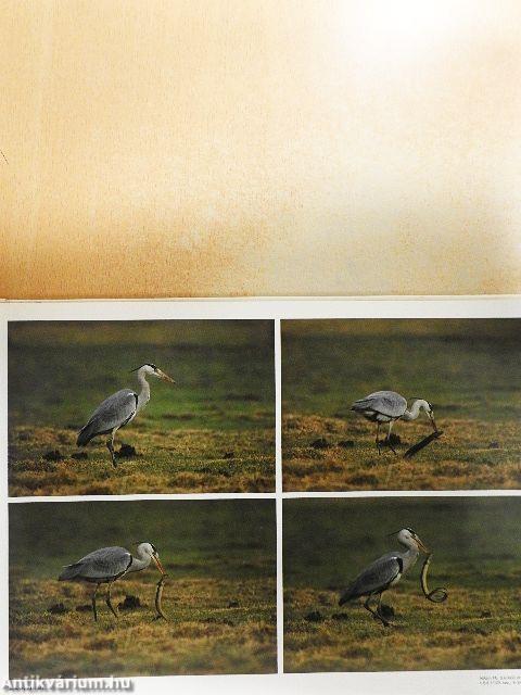 Naturfotografie 88-89