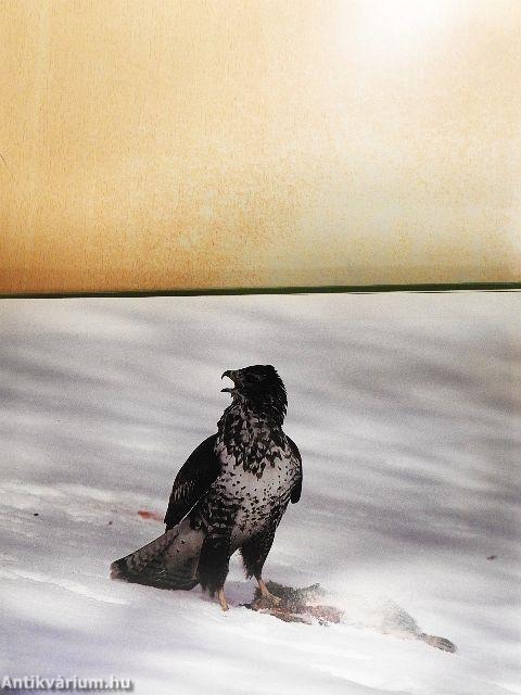 Naturfotografie 86-87