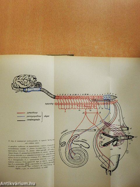 Állatorvosi szülészeti műtéttan