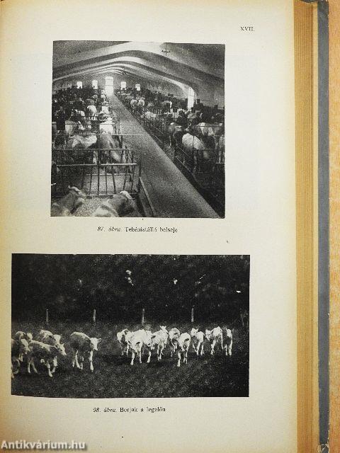 Szarvasmarhatenyésztés