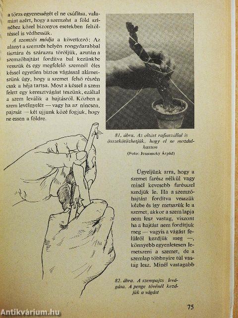 Oltás, szemzés, dugványozás