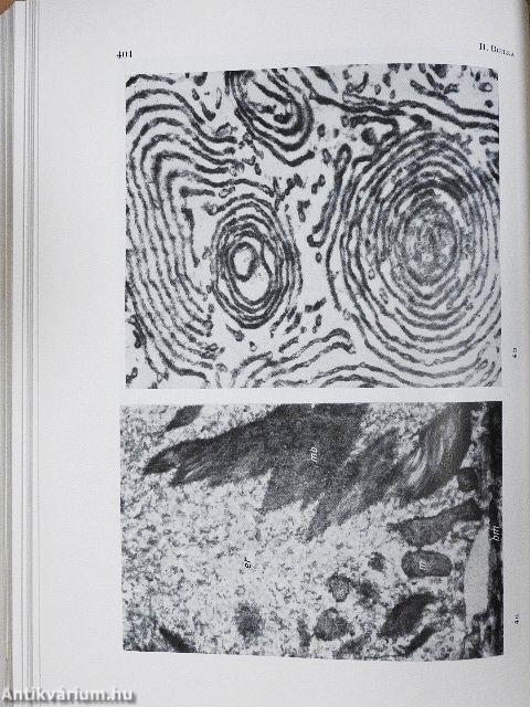 Molekulare Biologie der Zelle
