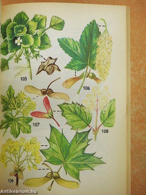 Kis növényhatározó