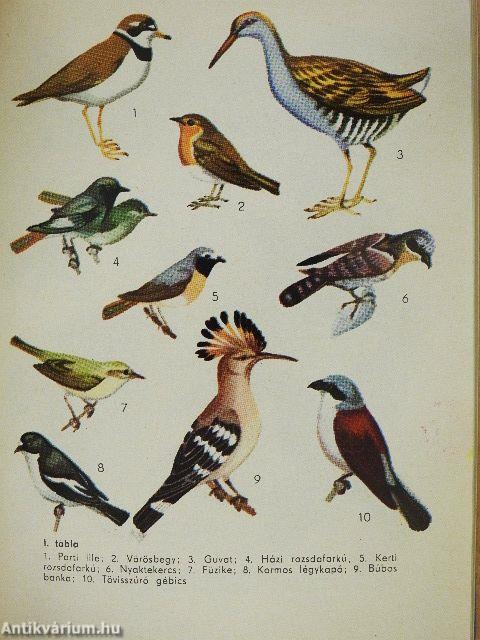 A természet kalendáriuma 1972