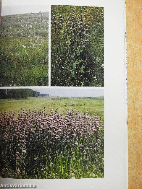 Hortobágyi krónika