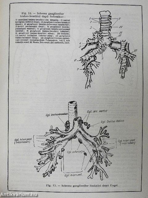 Tuberculoza Infantila
