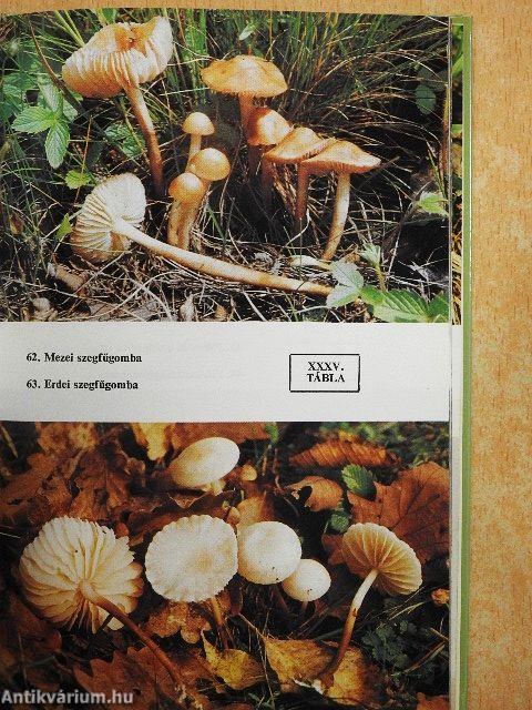 Ehető és mérges gombák